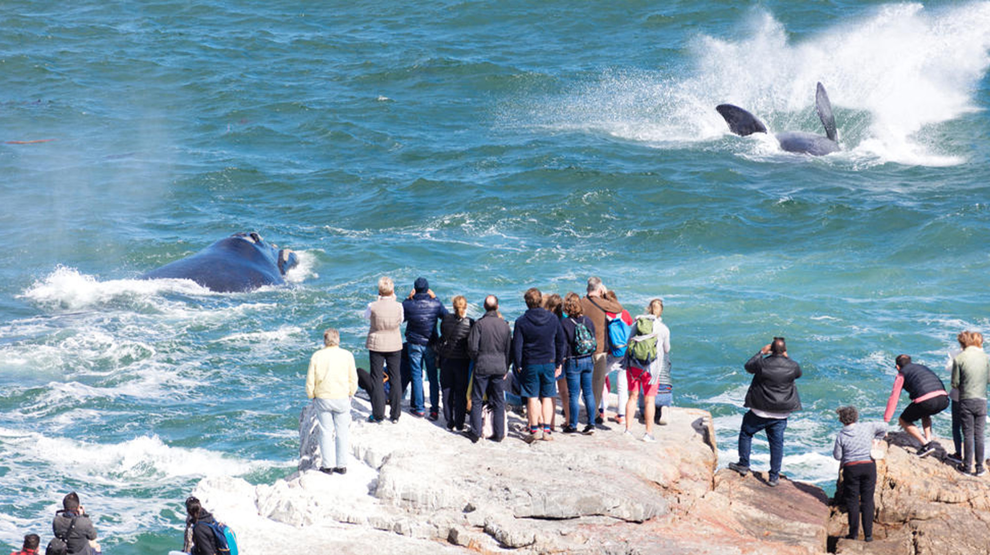 Wine & Eastern Cape Safari