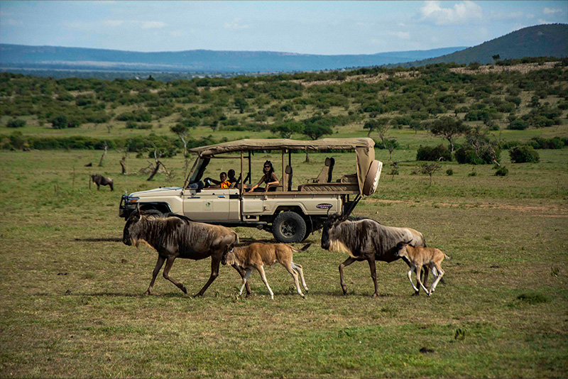Safari Experience
