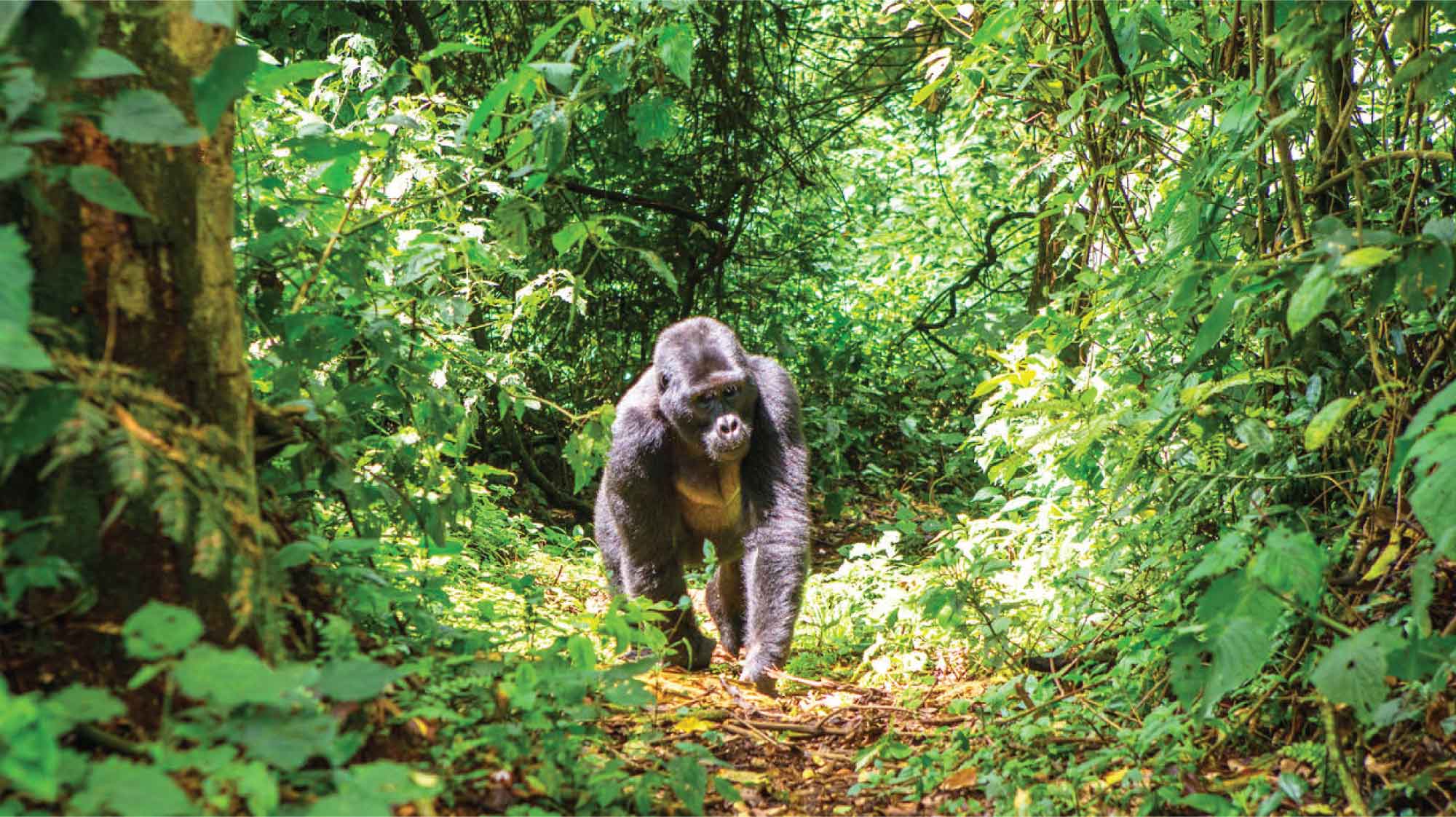 Uganda Gorilla Tracking Safari